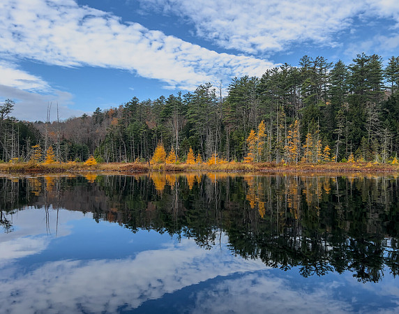 Tamarack Reflections