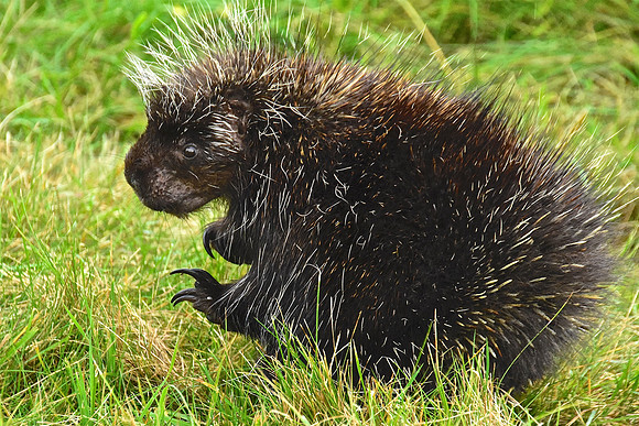 Porcupine, Showing Off It's Claws, Wadhams