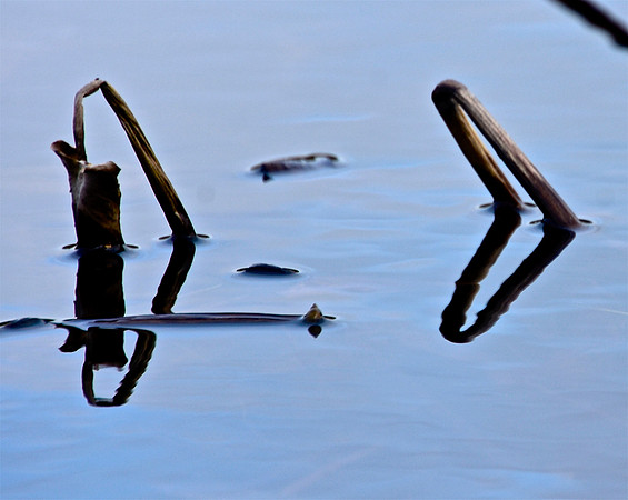 Geometry in Nature 19