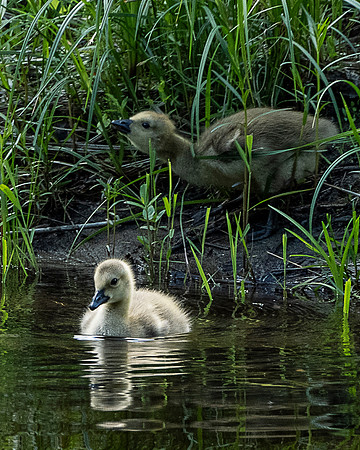 Baby Geese, Schroon River, North Hudson