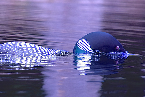 Loon Dipping In, Johnson Pond, North Hudson