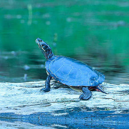 Blue Turtle