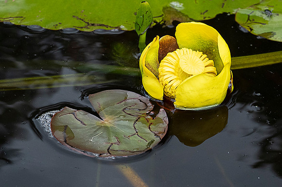 Lilly Pads 2