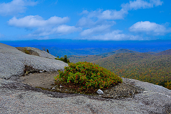 Rocky Peak Ridge Shrub