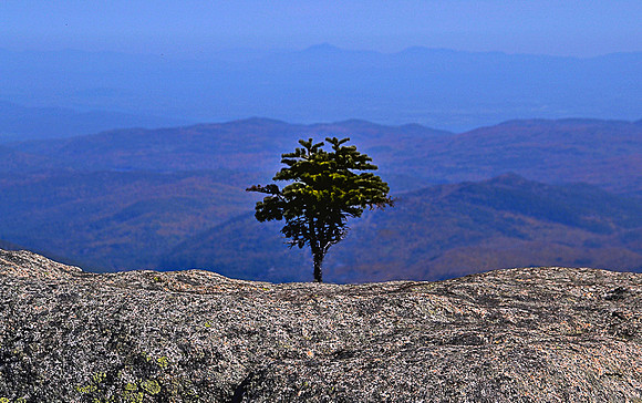 Dix Mountain, Solo Tree