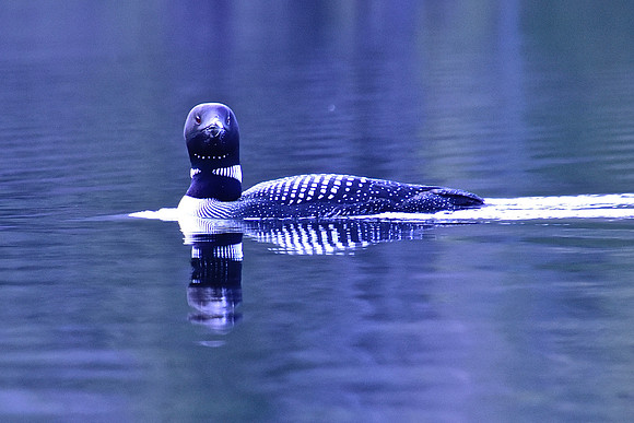 "Loon Looking-At-Ya", Johnson Pond, North Hudson