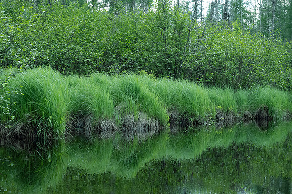 High Grasses, Rainbow Narrows