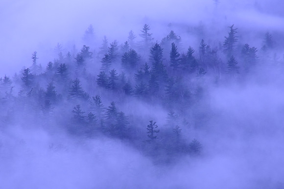 Trees in Fog, North Hudson
