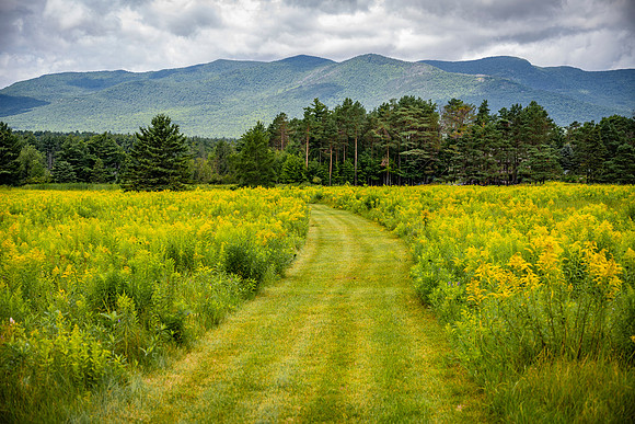 Goldenrod Trail, Wilmington