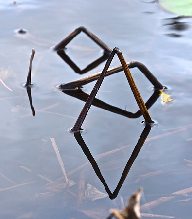 Geometry in Nature 26