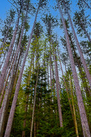 Tall Pines