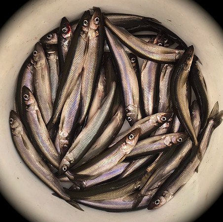 Bucket O' Smelt, Ice Fishing, Upper Saranac Lake