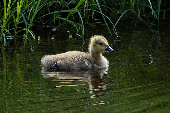 Baby Goose, , Schroon River, North Hudson
