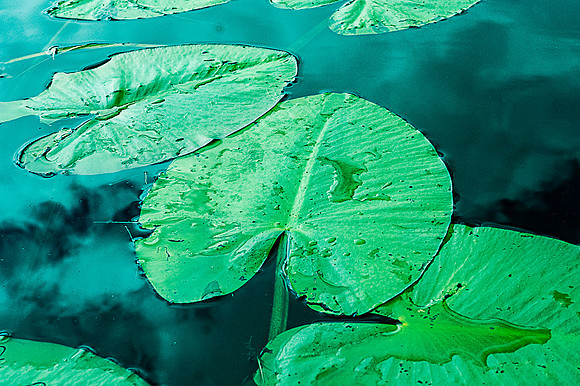 Green Leaves